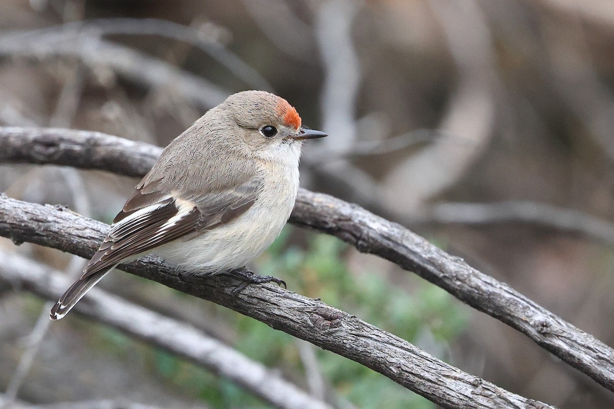 Red-capped Robin - Sam Zhang