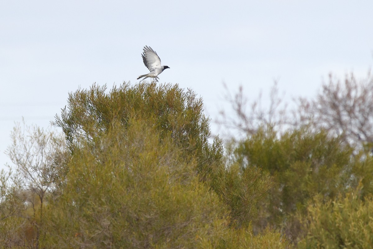 Black-faced Cuckooshrike - Sam Zhang