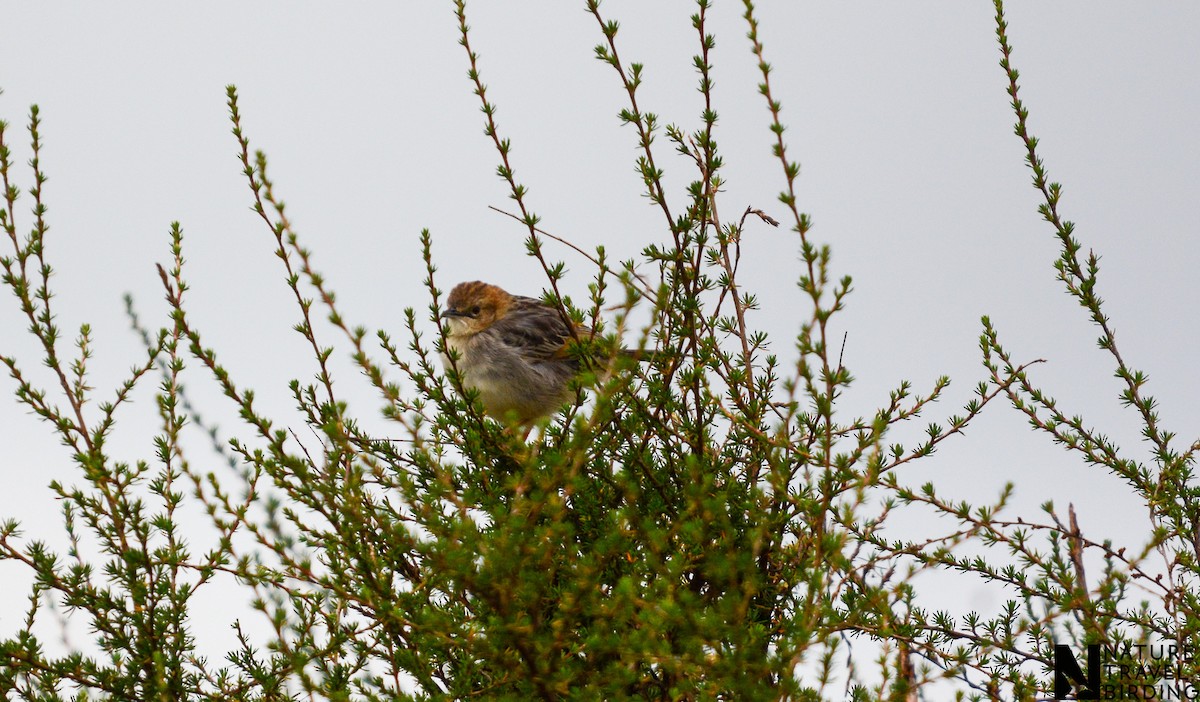 Aberdare Cisticola - ML622835838