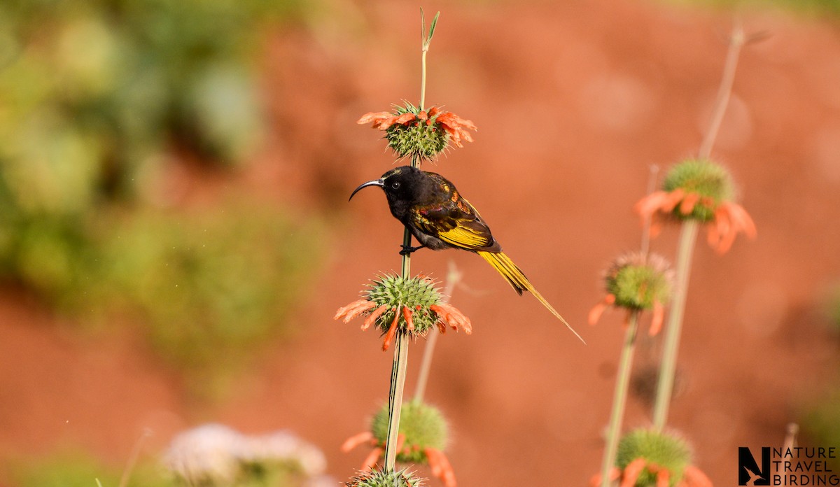 Golden-winged Sunbird - ML622835849