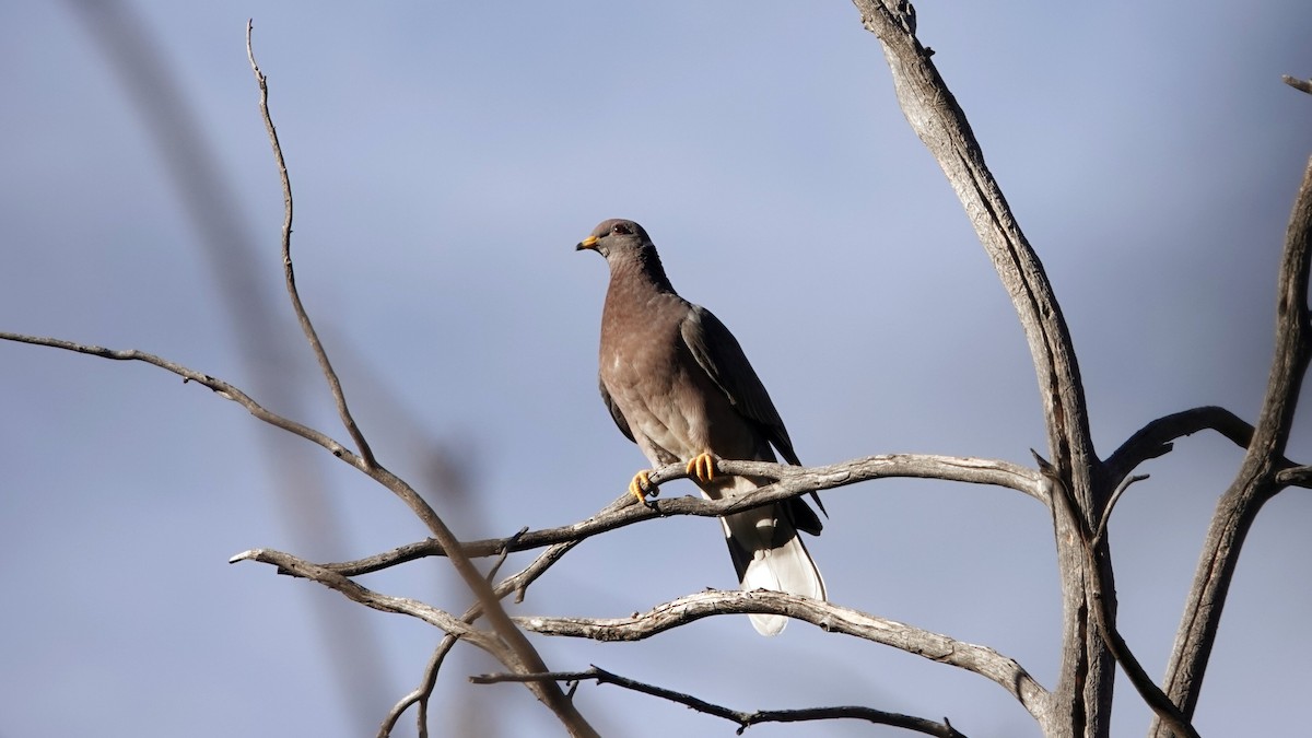 Band-tailed Pigeon - ML622835850