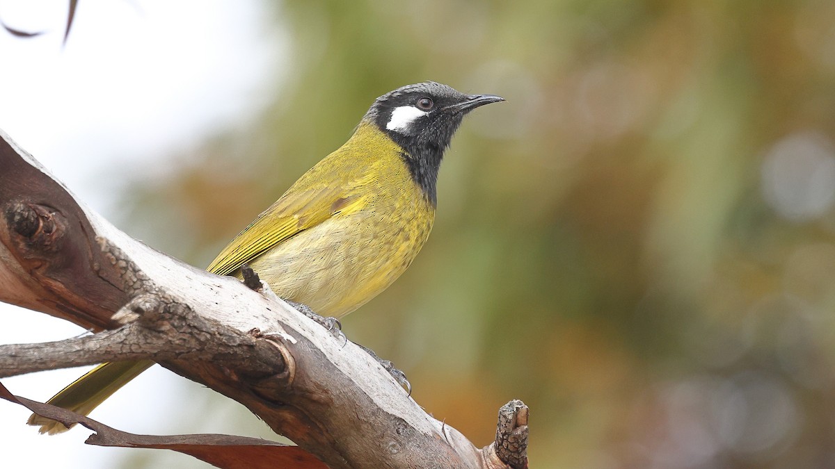 White-eared Honeyeater - Sam Zhang