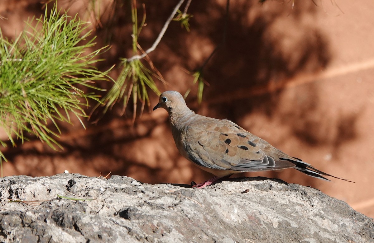 Mourning Dove - ML622835860