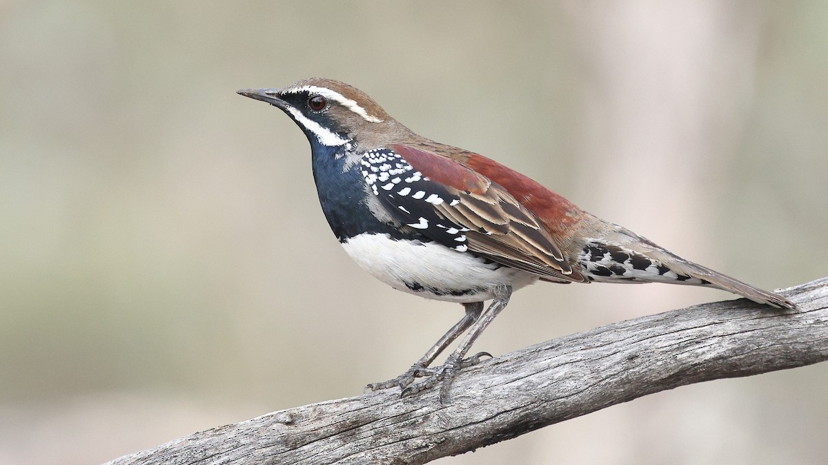 Chestnut Quail-thrush - Sam Zhang