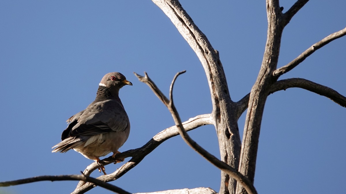 Band-tailed Pigeon - ML622835895