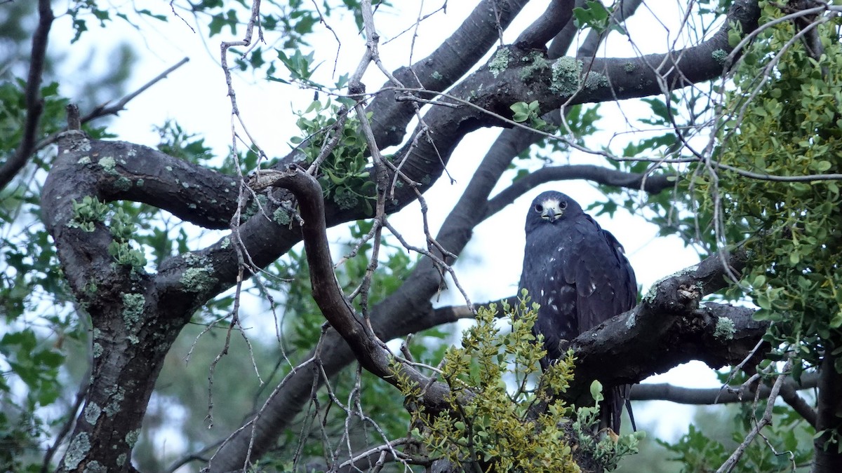 Zone-tailed Hawk - leo wexler-mann