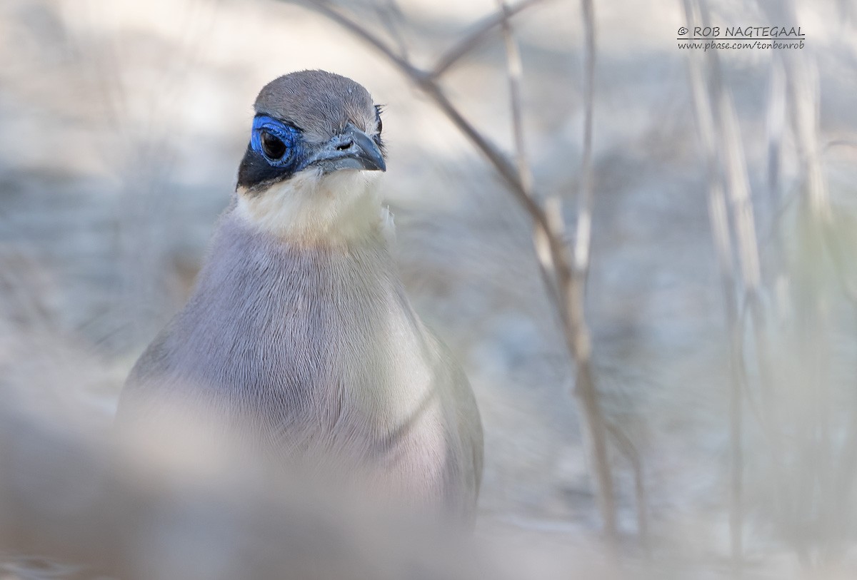 Red-capped Coua (Green-capped) - ML622835920