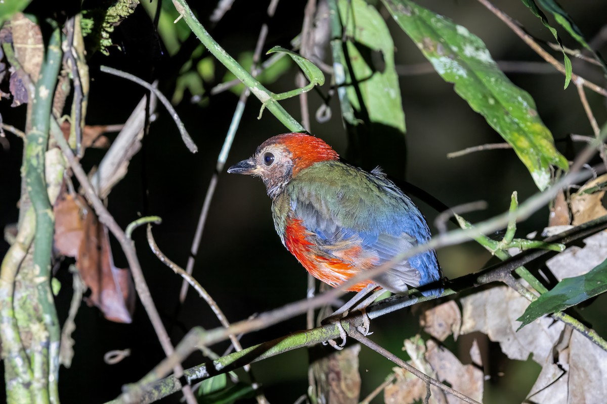 Papuan Pitta (Northern) - ML622835921