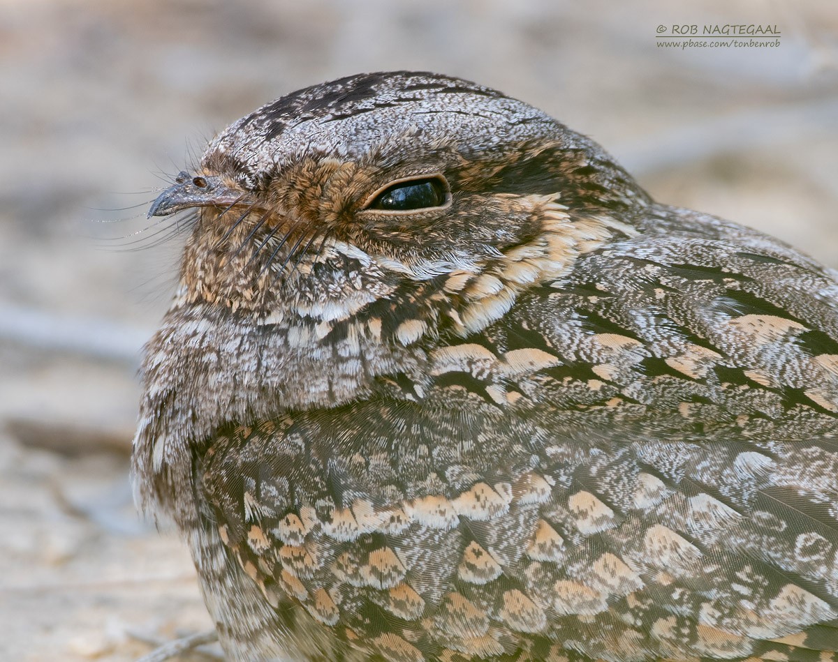 Madagascar Nightjar - ML622835926