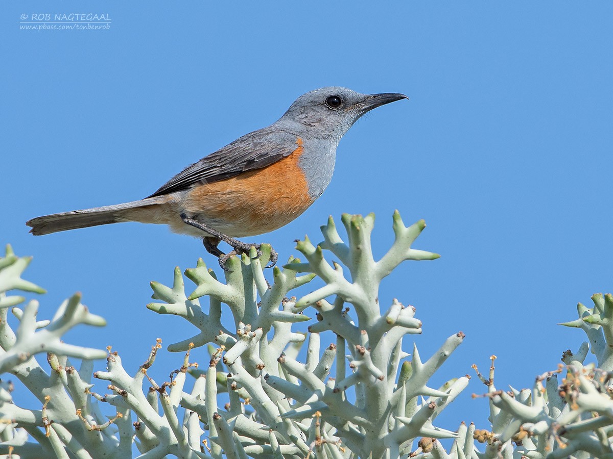 Littoral Rock-Thrush - ML622835937