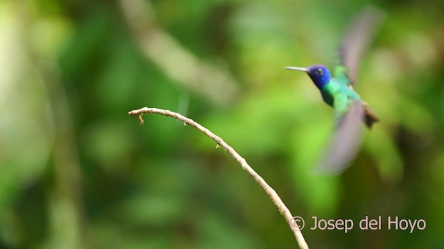 Golden-tailed Sapphire - ML622835951