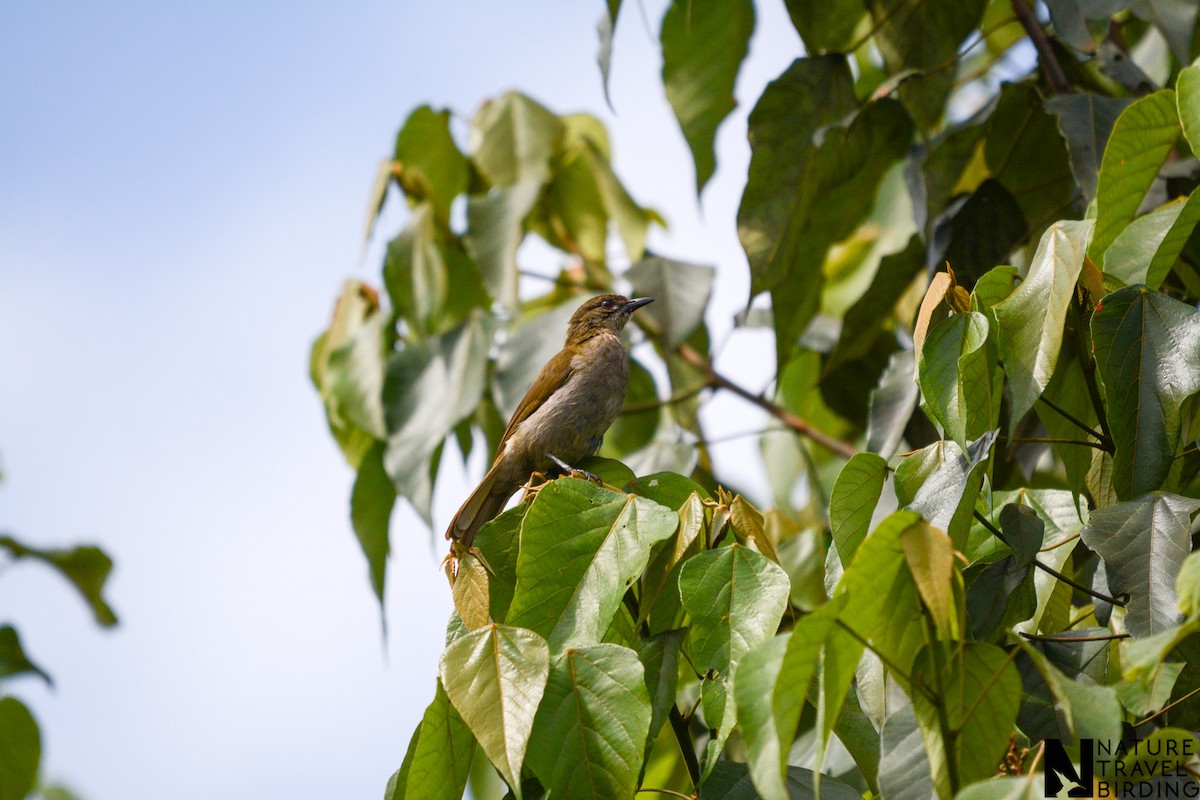 Slender-billed Greenbul - ML622835983