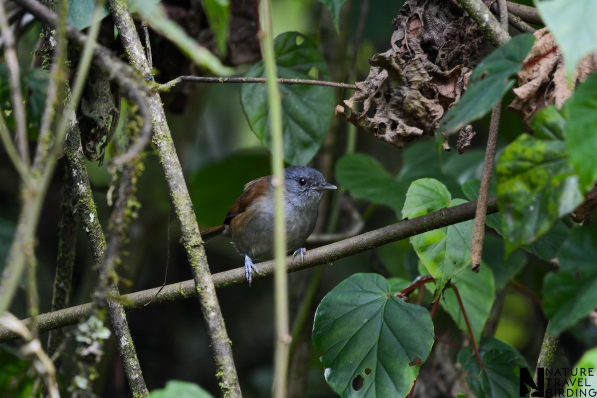 African Hill Babbler - ML622835992