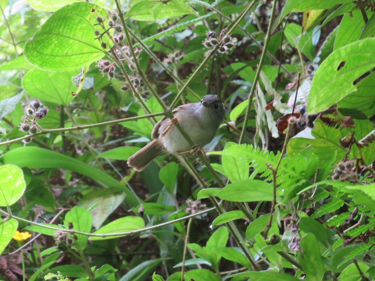 Mountain Fulvetta - Ragupathy Kannan