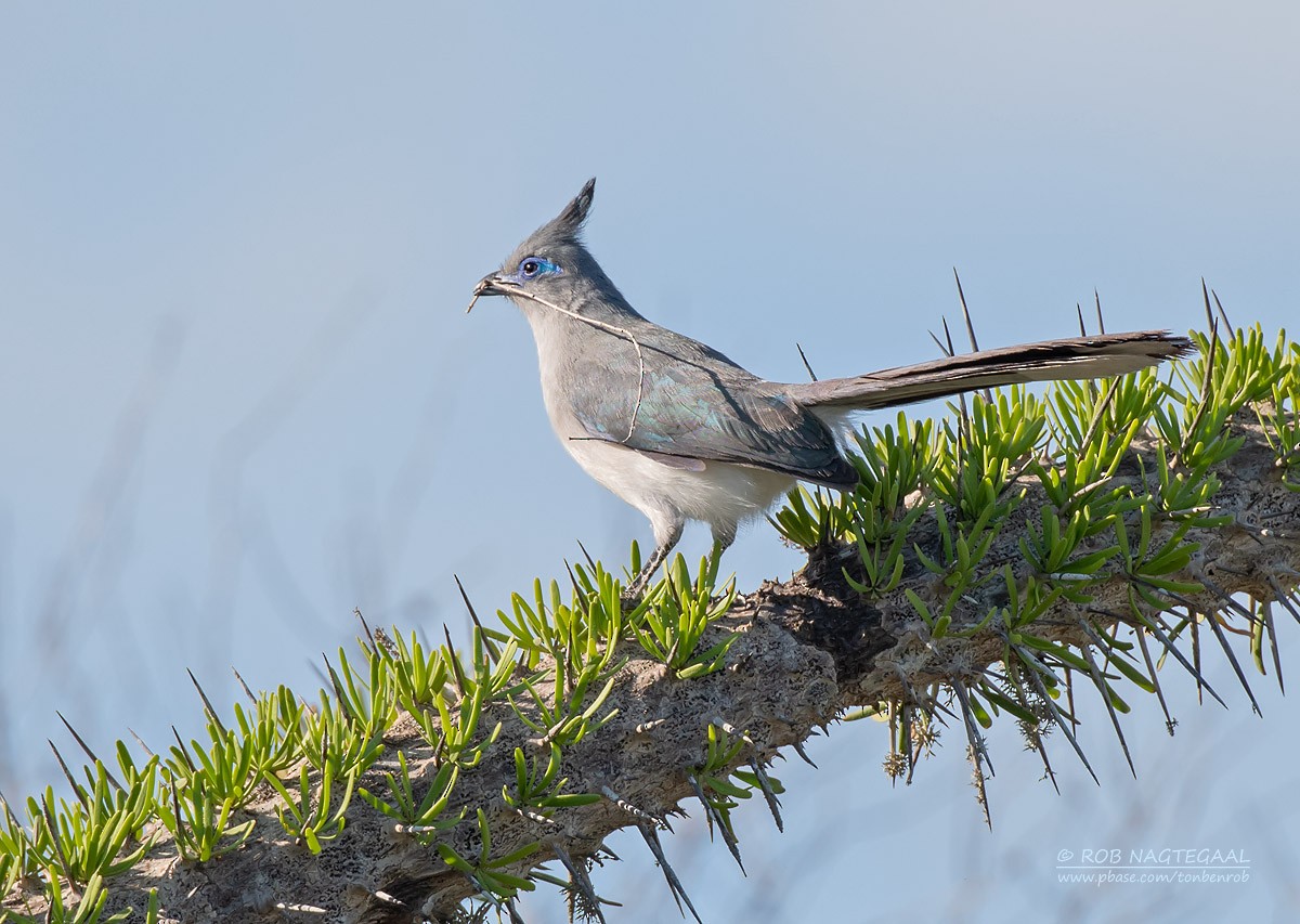 Verreaux's Coua - Rob Nagtegaal