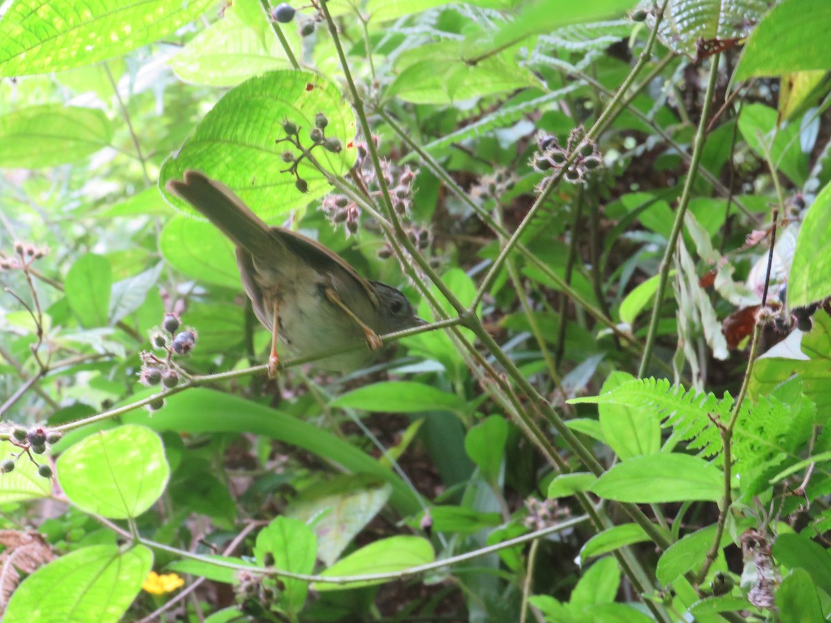 Mountain Fulvetta - Ragupathy Kannan