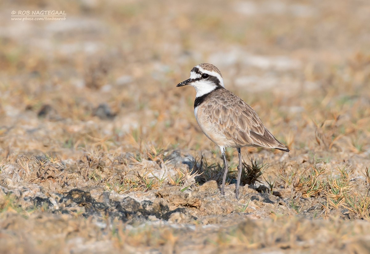 Madagascar Plover - ML622836072