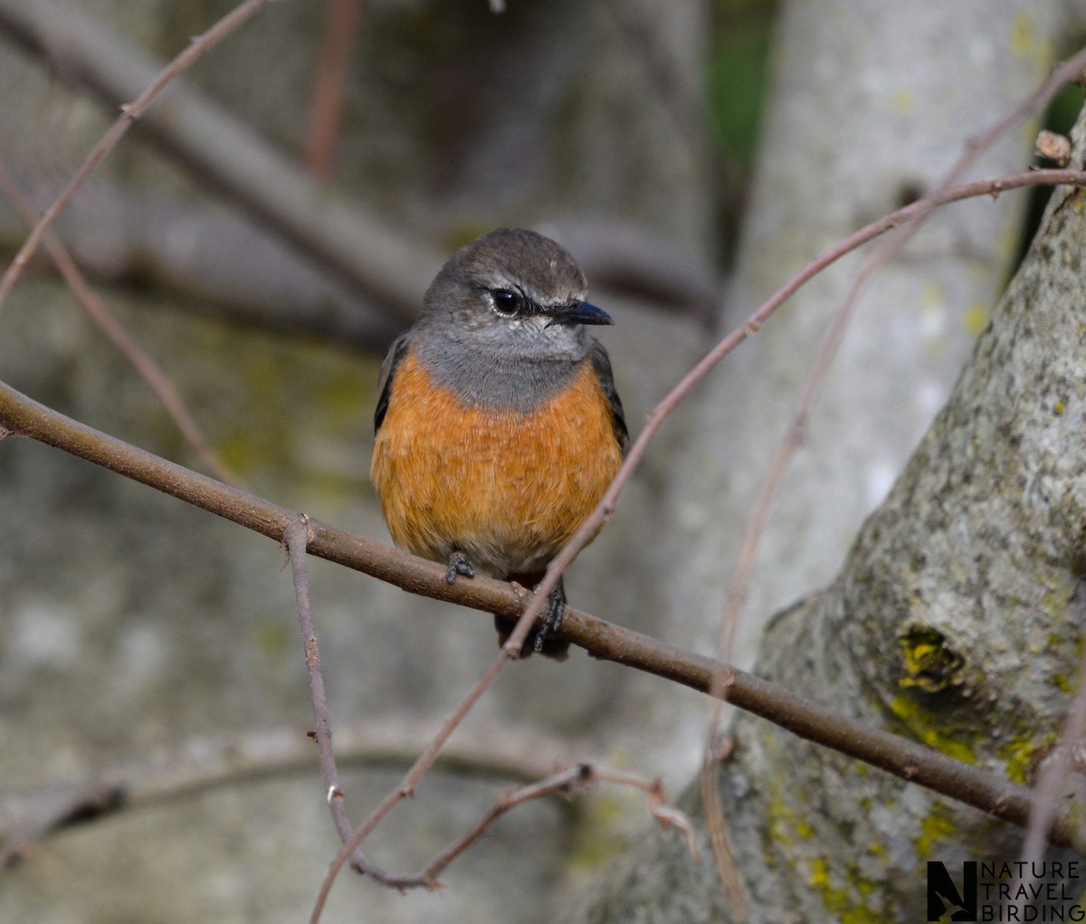 Little Rock-Thrush - ML622836085