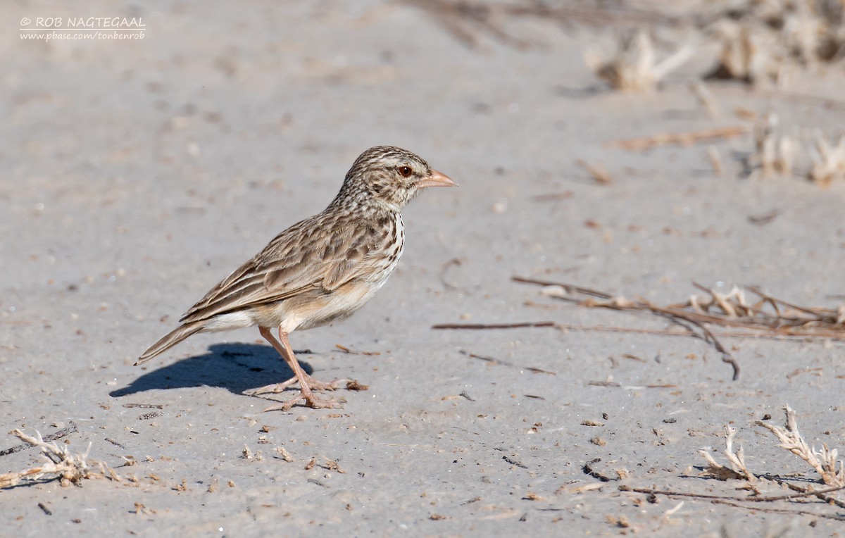 Madagascar Lark - ML622836086