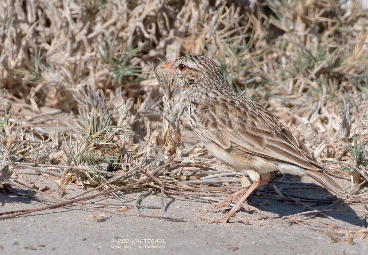 Madagascar Lark - ML622836087