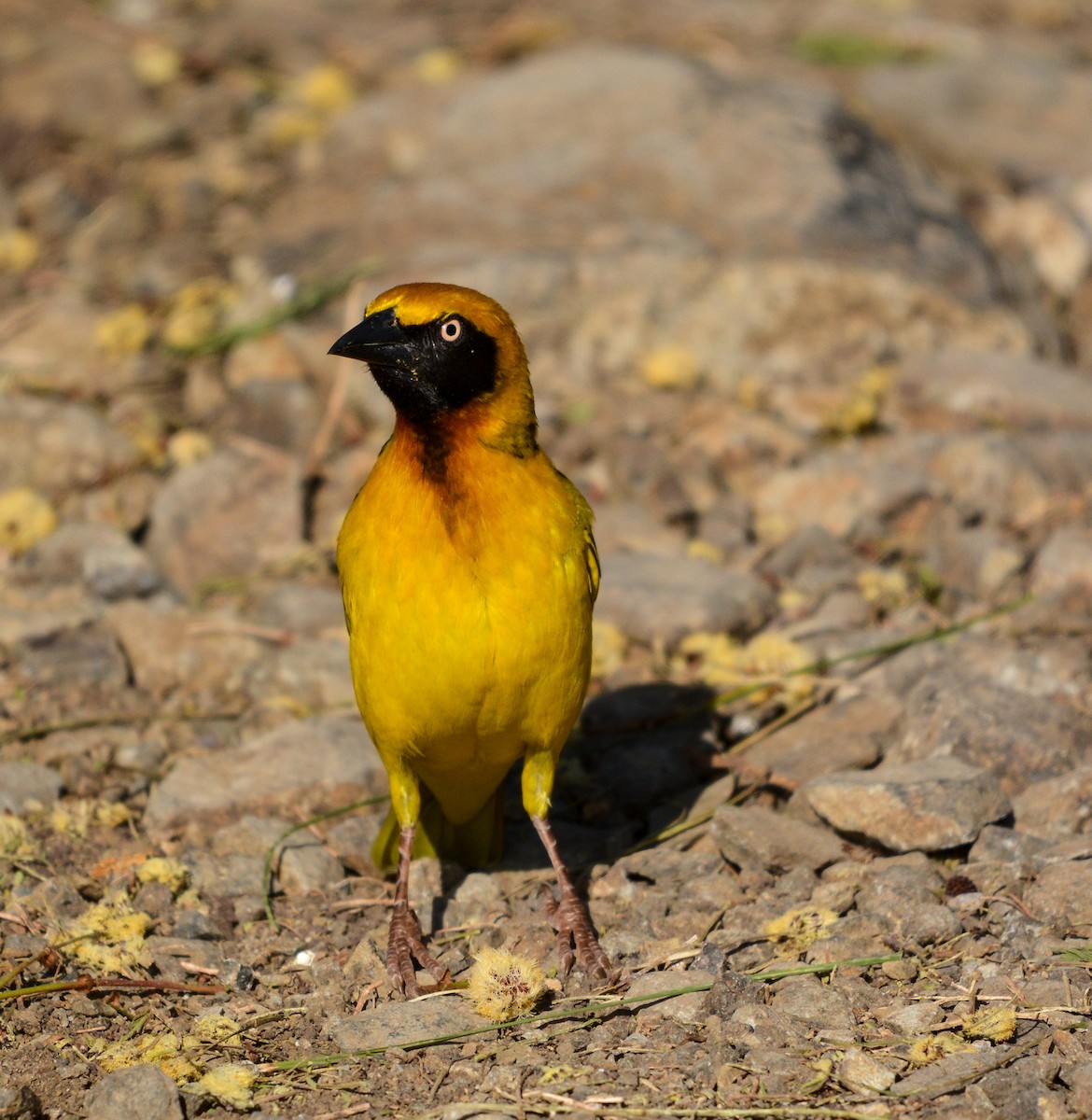 Speke's Weaver - ML622836092