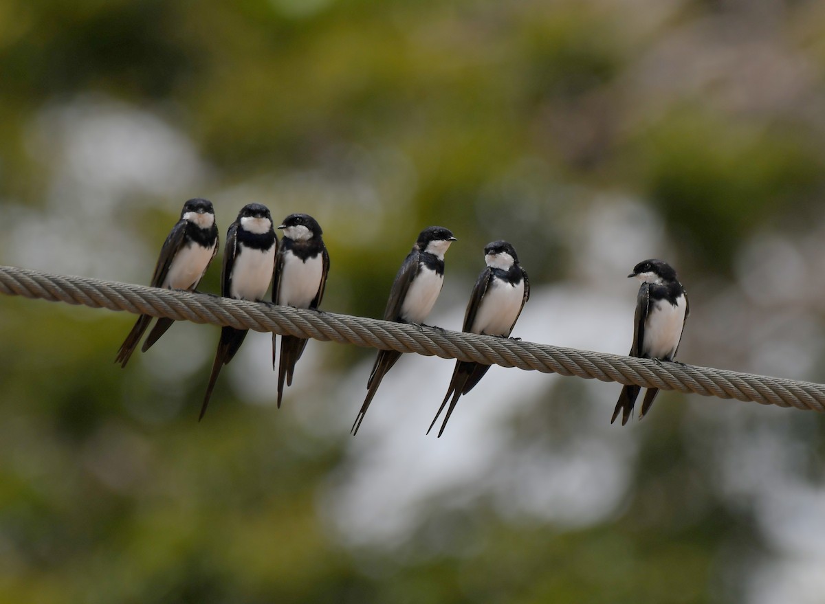 Black-collared Swallow - ML622836159