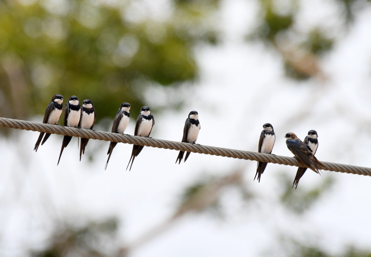 Black-collared Swallow - ML622836160