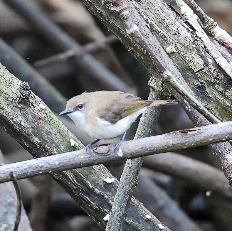 Large-billed Gerygone - ML622836171
