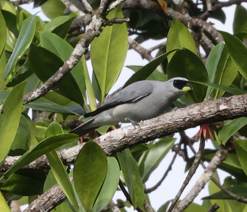 White-bellied Cuckooshrike - ML622836179