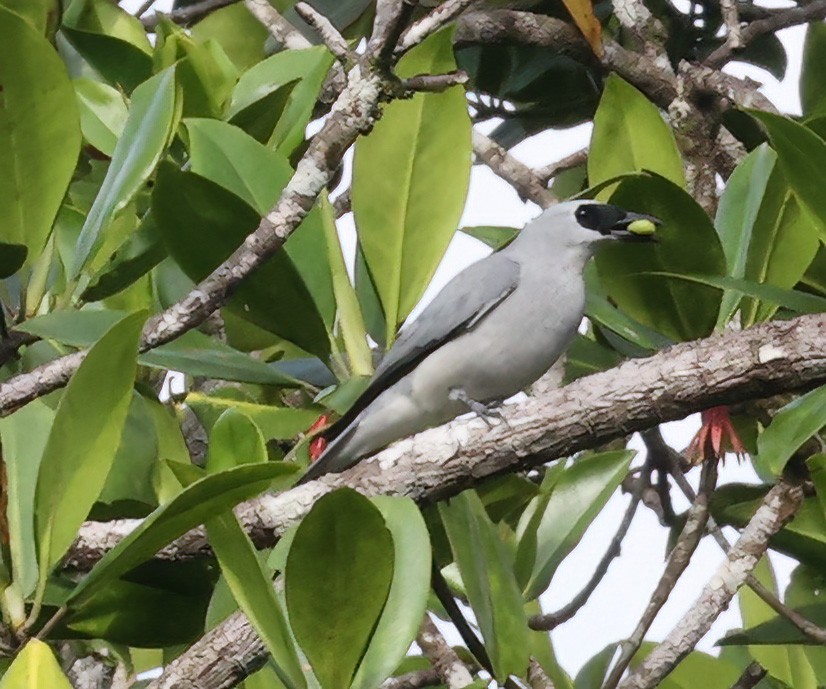 White-bellied Cuckooshrike - ML622836180