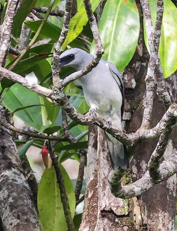 White-bellied Cuckooshrike - ML622836181