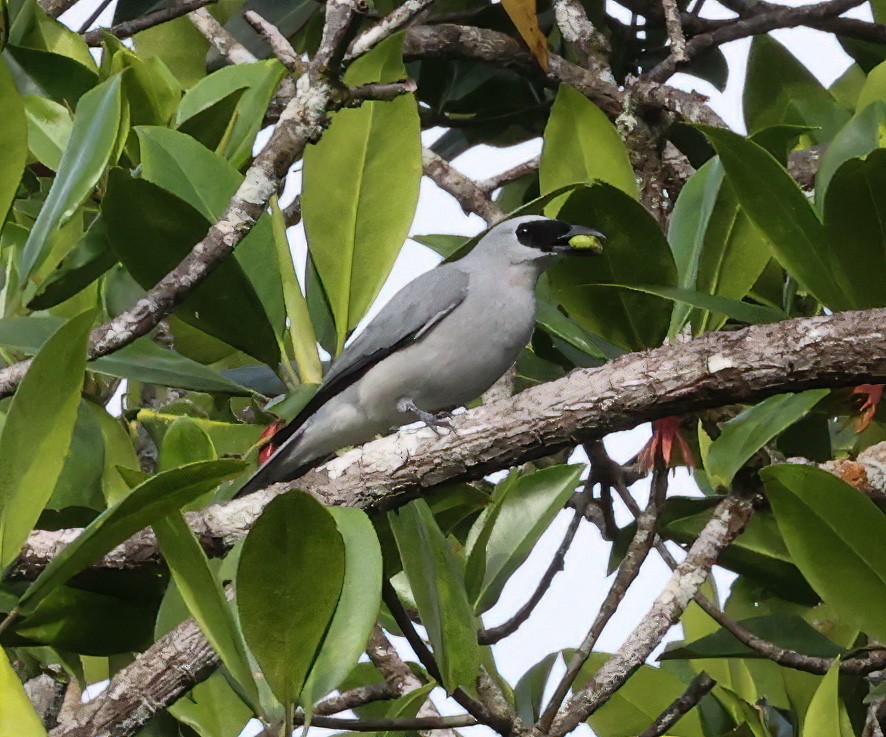 White-bellied Cuckooshrike - ML622836182