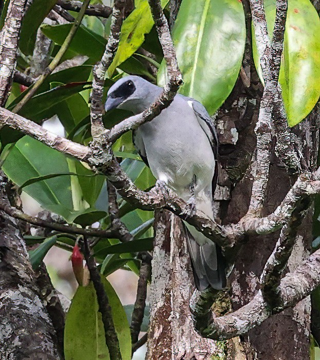 White-bellied Cuckooshrike - ML622836183