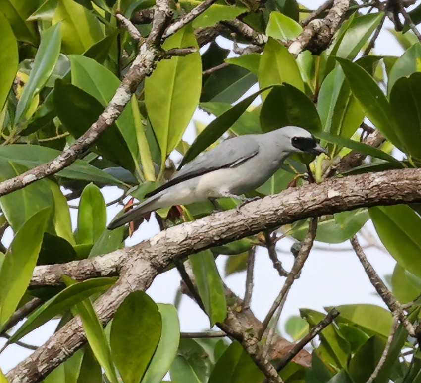 White-bellied Cuckooshrike - ML622836184