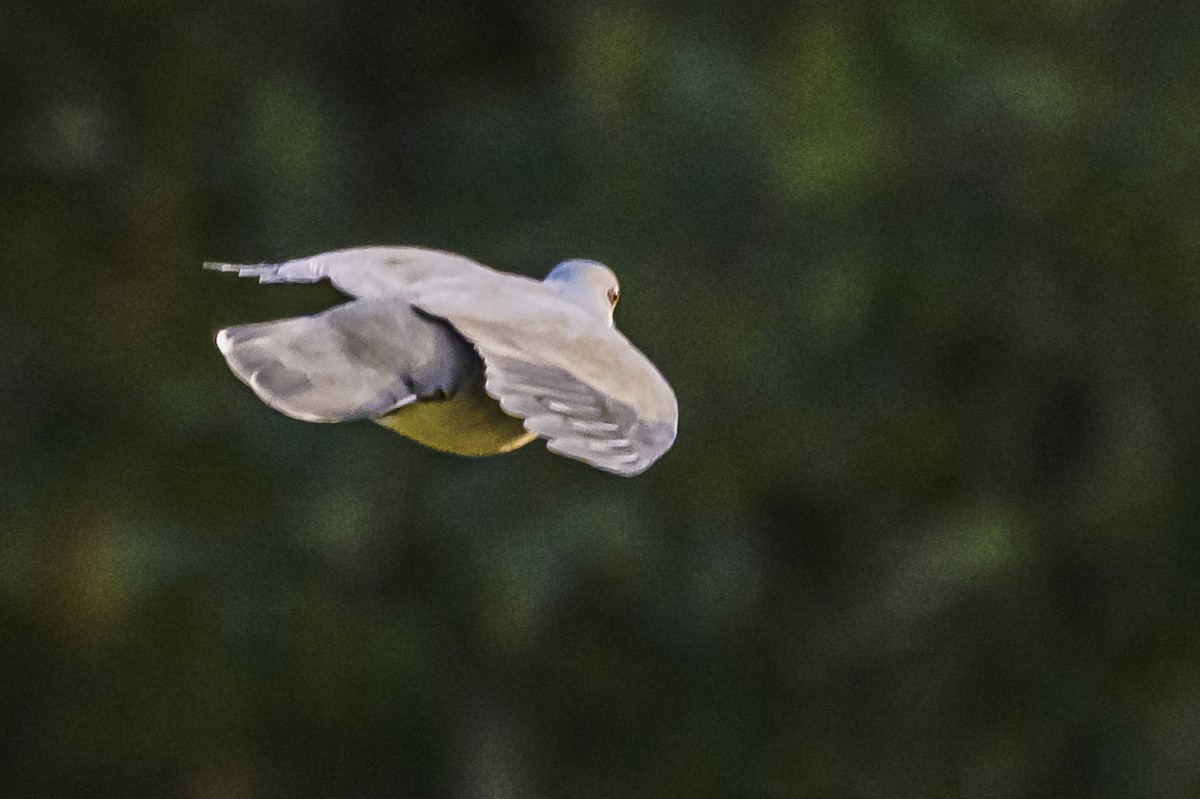 White-tipped Dove - Amed Hernández