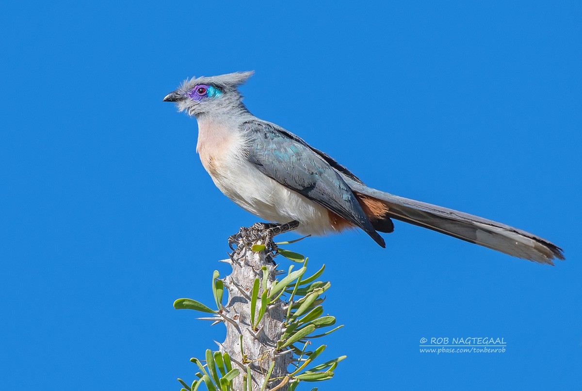 Crested Coua (Chestnut-vented) - ML622836250