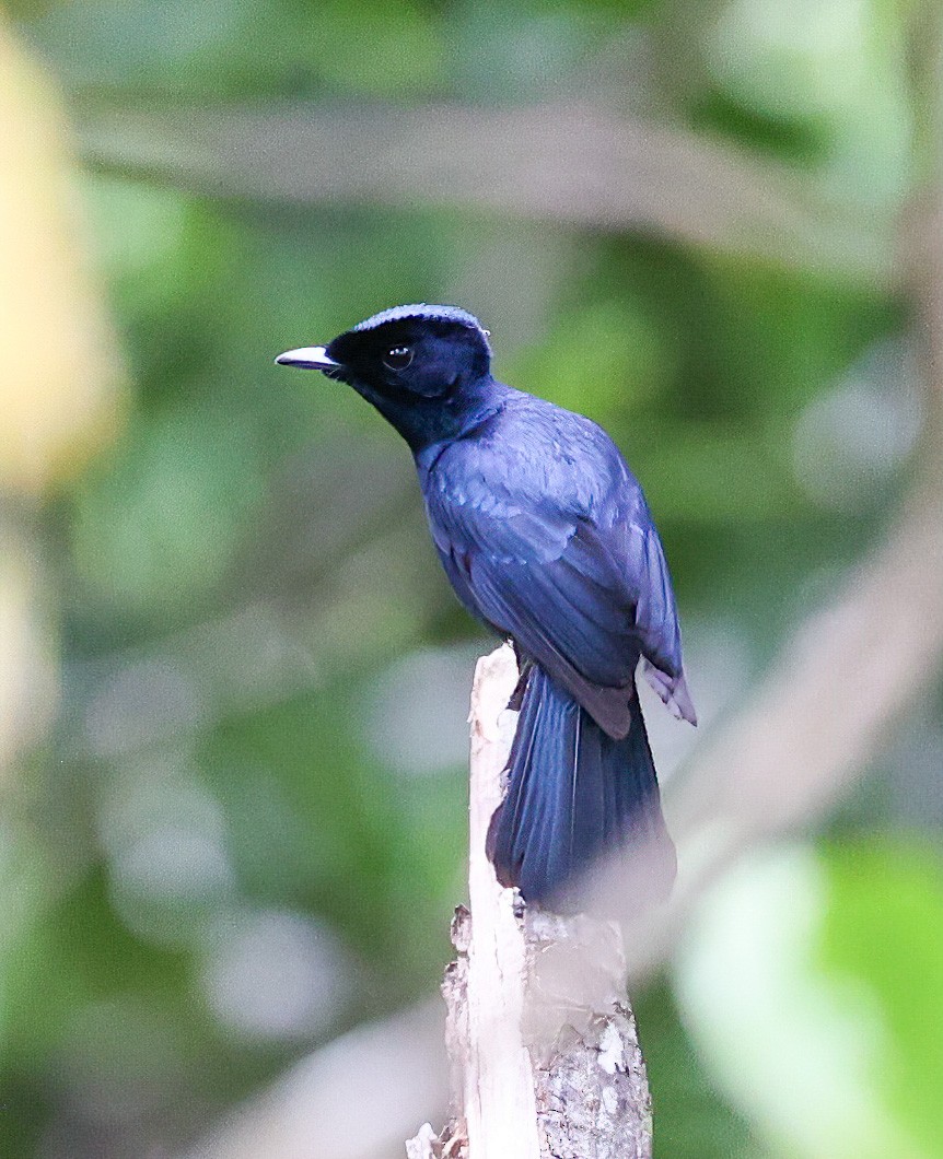 Shining Flycatcher - ML622836263