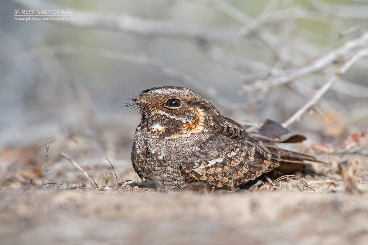 Madagascar Nightjar - ML622836272