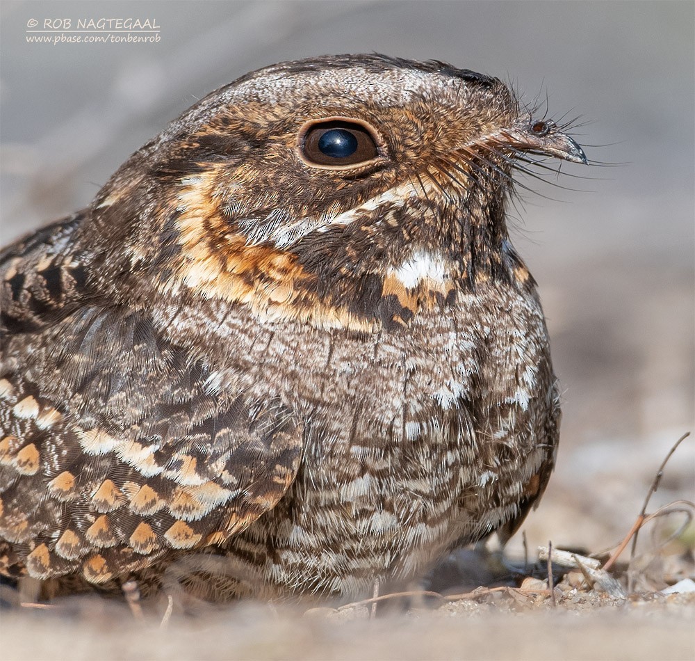 Madagascar Nightjar - ML622836273