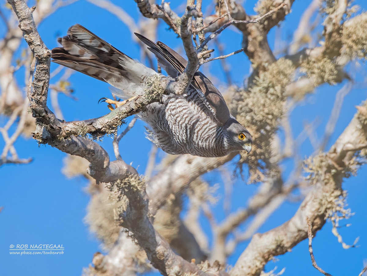 Madagascar Sparrowhawk - ML622836288