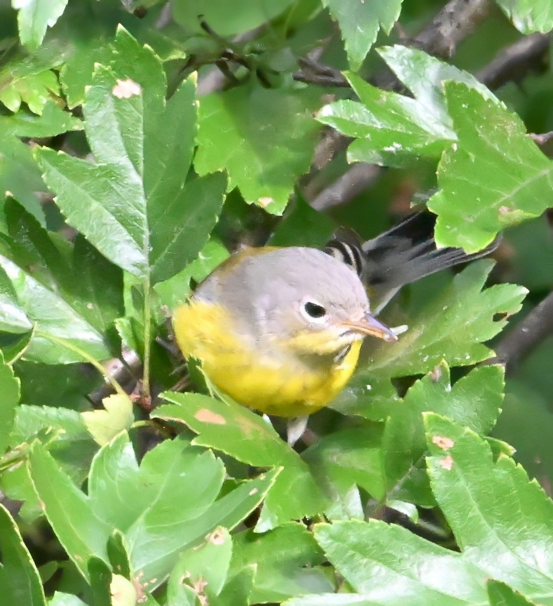 Magnolia Warbler - ML622836315