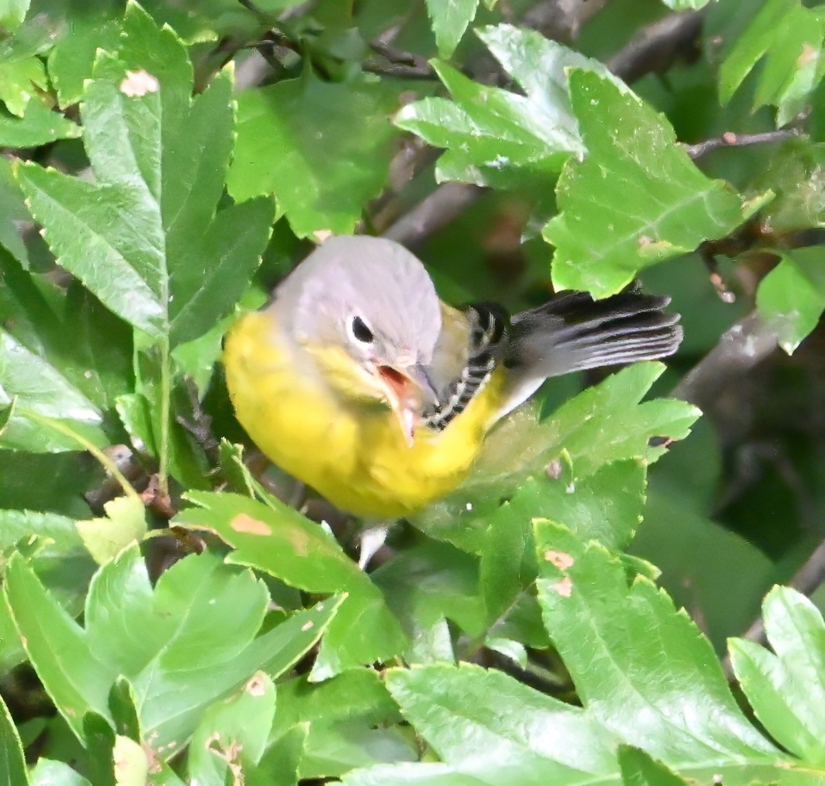 Magnolia Warbler - ML622836321