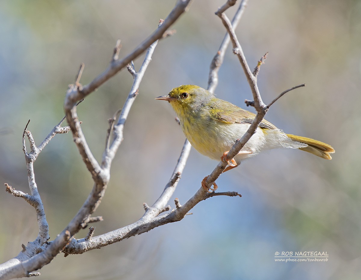 Stripe-throated Jery (Subdesert) - ML622836331