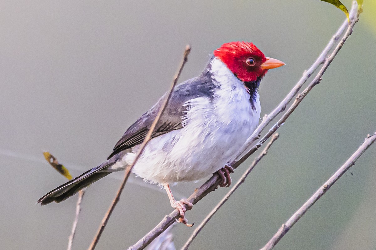 Yellow-billed Cardinal - Amed Hernández