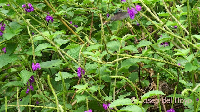 Golden-tailed Sapphire - ML622836484