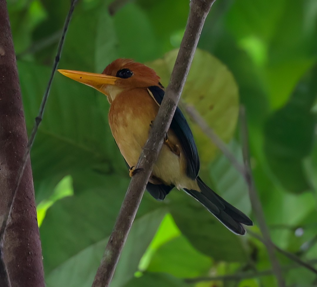 Yellow-billed Kingfisher - Tom Driscoll