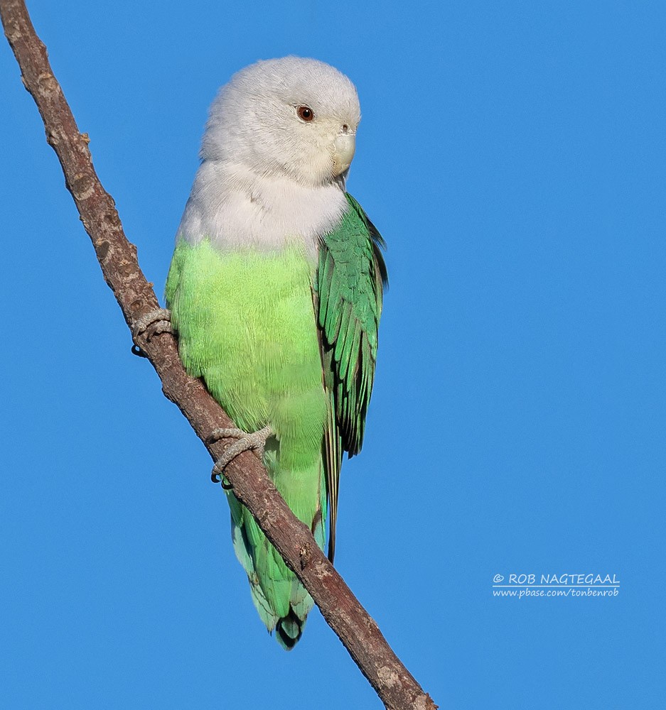 Gray-headed Lovebird - Rob Nagtegaal