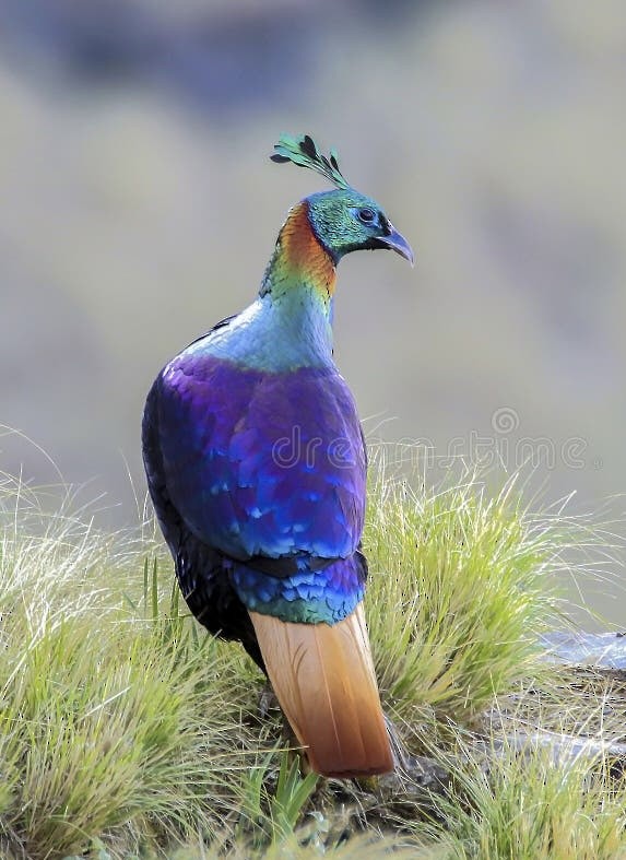 Himalayan Monal - ML622836532