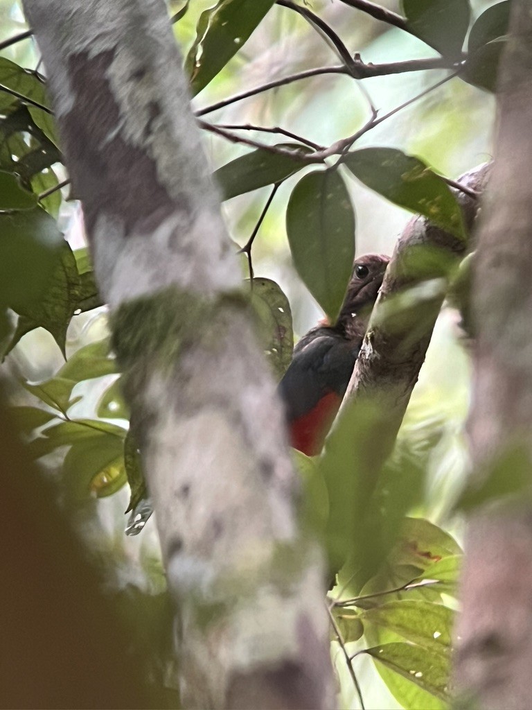 Papuan Pitta - ML622836545