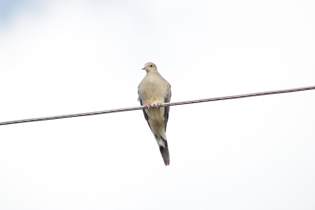 Mourning Dove - Caleb Maier🔭🦆